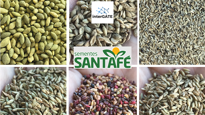Sementes Santa Fé